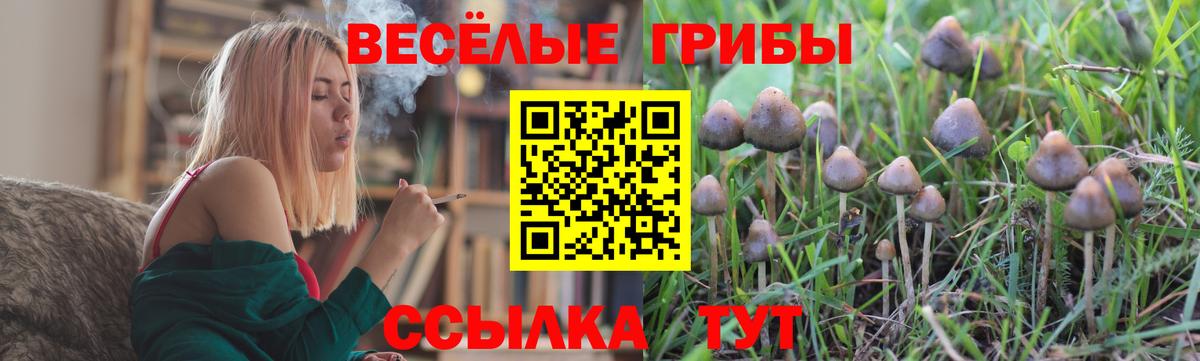 Галлюциногенные грибы Cubensis Новозыбков